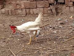 Farmi Ghar KY paly huwy