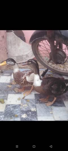 ducks