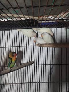 Albino black eyes ke 3  chicks available hen