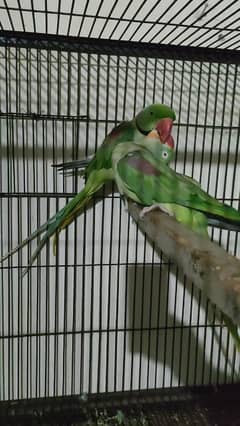 Raw breeder pair