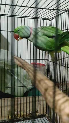 Raw breeder pair
