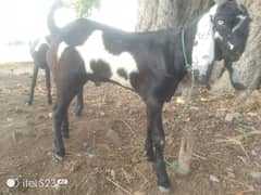1 Desi Bakri, 1 Desi leli, 1 Desi lela Breader type for sale