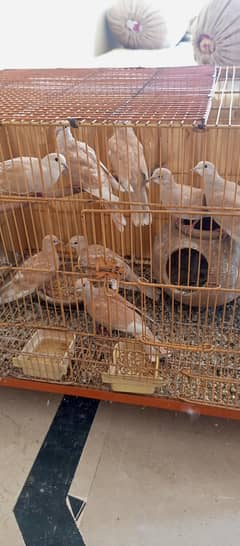doves pair for sale