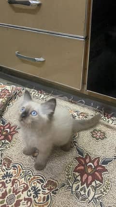 Himalayan