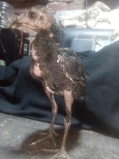 hen 3 month baby