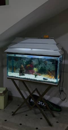 Fish Aquarium and fish tank