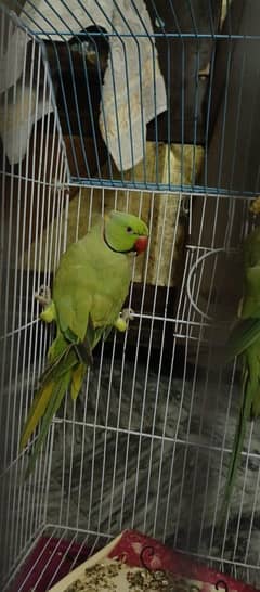 Parrot for Sale
