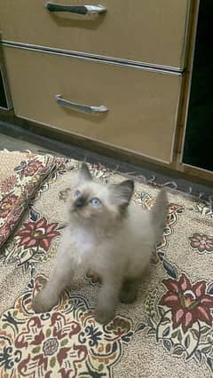 Himalayan