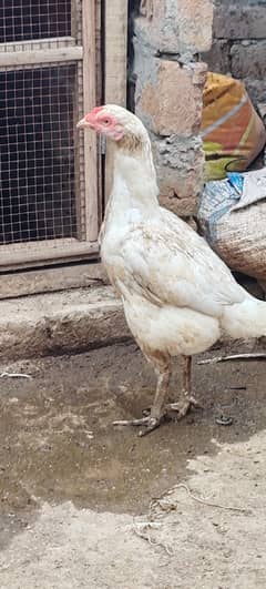 Aseel birds for sale