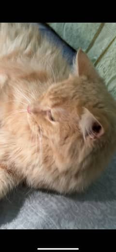 male cat thriple coat