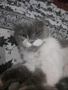 Persian doll face cat