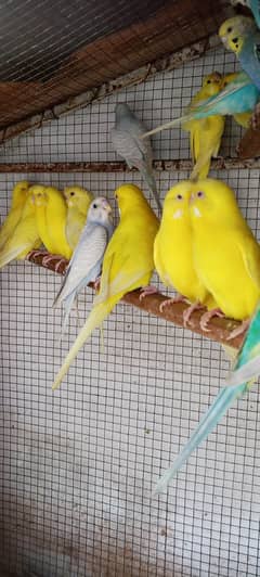 king size red eyse Breeder