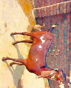 Breqder Nagra Male 4 Sale