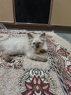 Himalayan triple coated kitten / Breed male / 03294218531