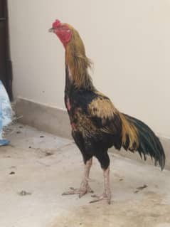 o shamo / aseel / hens / birds