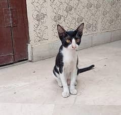 A Pair of Kittens Aging 3 Months