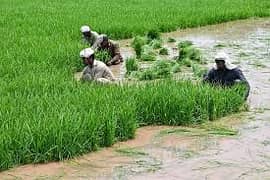  گجرات میں فارم پر کام کے لیے بندے کی ضرورت!