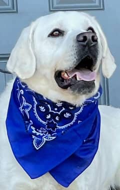 British Labrador Dog | Pink Pedigree Dog | Stud Male | Cross | Mating