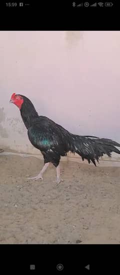 Pure Mianwali Murgha for sale
