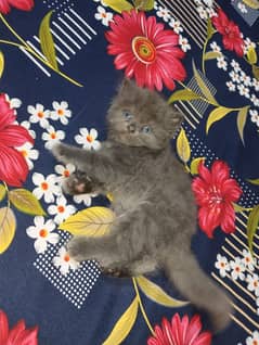 Himalayan and British gray kitten's