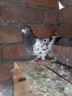 8 kabotar for sale 03105074582