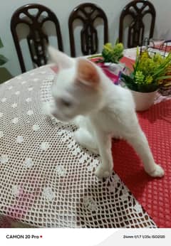 white femal kitten