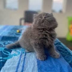 Baby Persian kitten