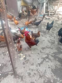 egg layer. hens