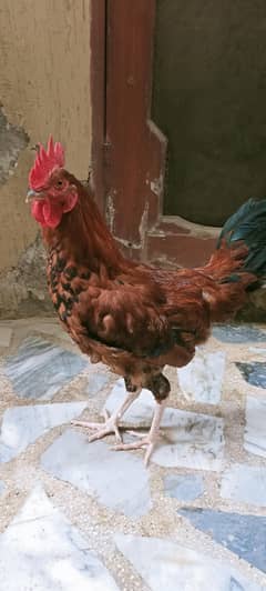 Golden murgha rooster