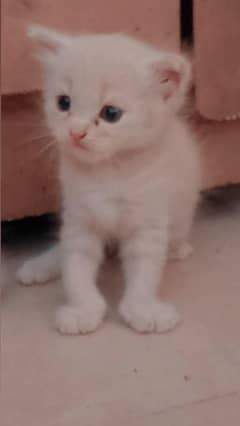 persian