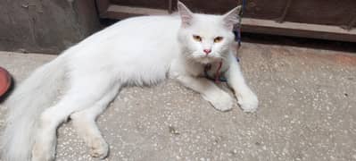 cate for sale