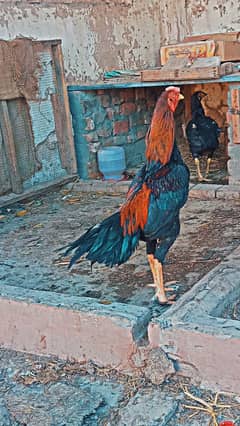 2 aseel pair for sell in cheap prices 03354679256