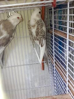 cocktail. fellow malle  f split female