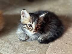 Persian Kittens for Sale Contact 03009816390
