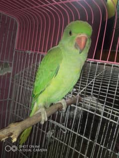 age 4month hand team parrot