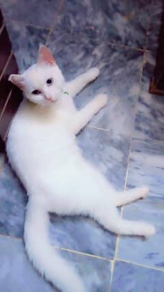 Persian Cat