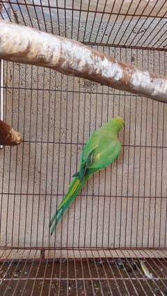 Green parrot