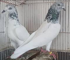 2. . France Breader Pair For Sale