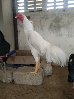 king shamo pair