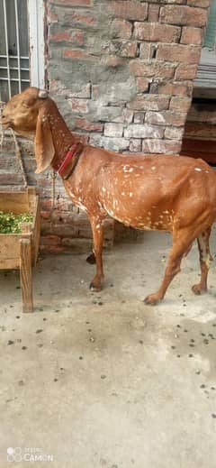 bakri 2no jori for sale