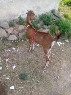 Dasi