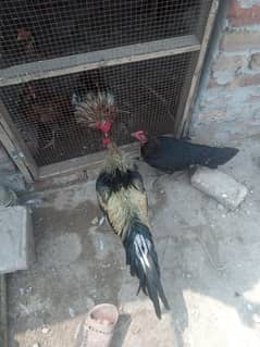 jora for sale ha madi anday da rahe ha