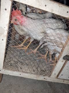 3 month cock for sell with cage