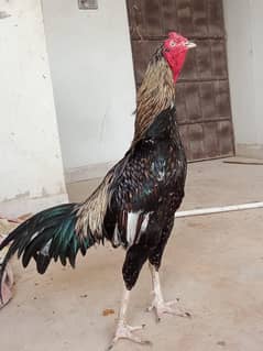 mushkia madi with lasani cross male both are egg laying