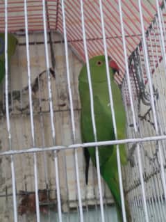 GREEN RINGNECK 2 TALKING MALES  NON HAND  TAME
