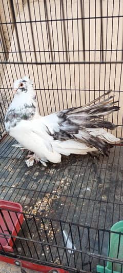 peigons breeder pairs for sale