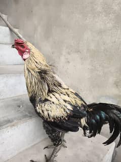 murga