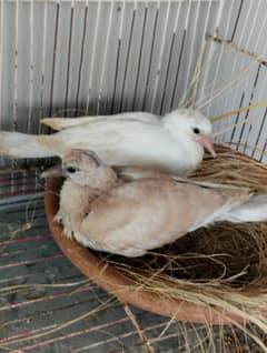 KHUMRAY (RINGNECK DOVE) CHIKS PAIR.