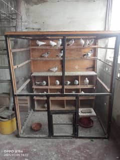 kabutar for sale