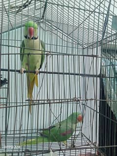 URGENT SELL Phari Kashmiri pair full ready to breed ok condition